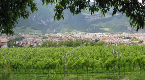 Interrogazione: Dati aggiornati su agricoltura biologica nel Comune di Trento